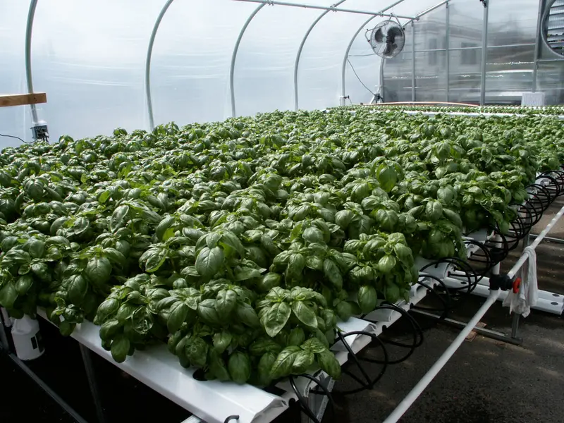 2012Hl Standard System - Basil 1