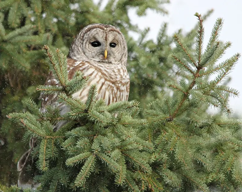 A Barred Owl In The Pines 8X10 Print 1