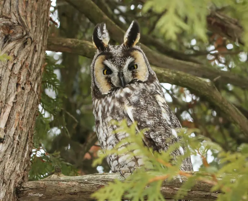 A Long Eared Owl Print 1