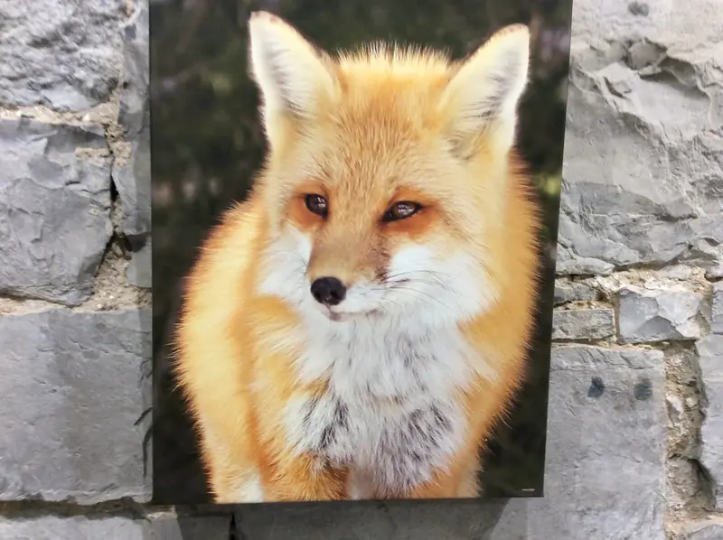 A Portrait Of An Algonquin Red Fox 11 X 14 1