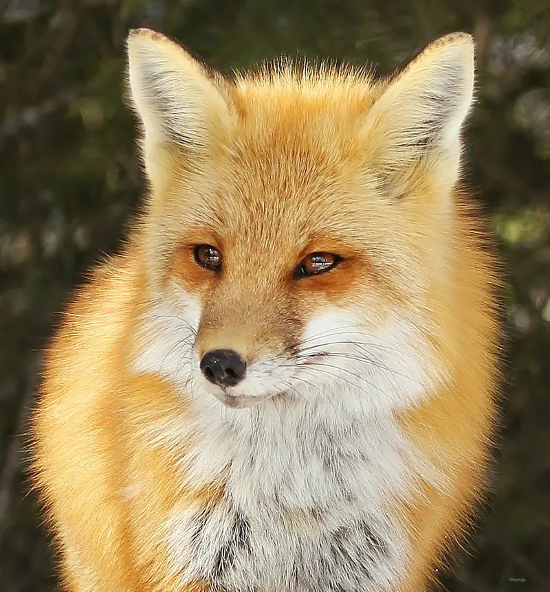 A Portrait Of An Algonquin Red Fox 8X 10 Canvas 1