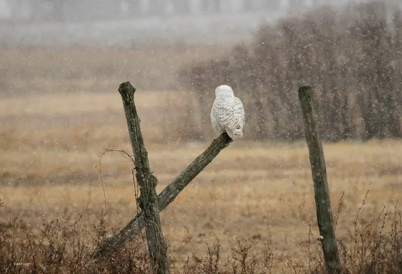 A Snowy Morning On Wolfe Island 1