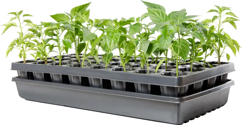 Accelaroot 32-Cell Tray W/Insert And Media 1