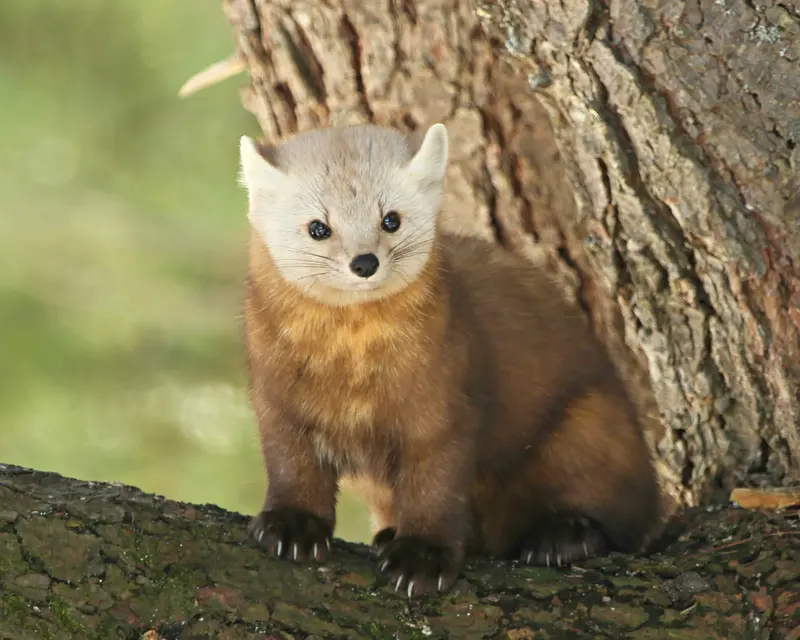 Algonquin Pine Marten 1