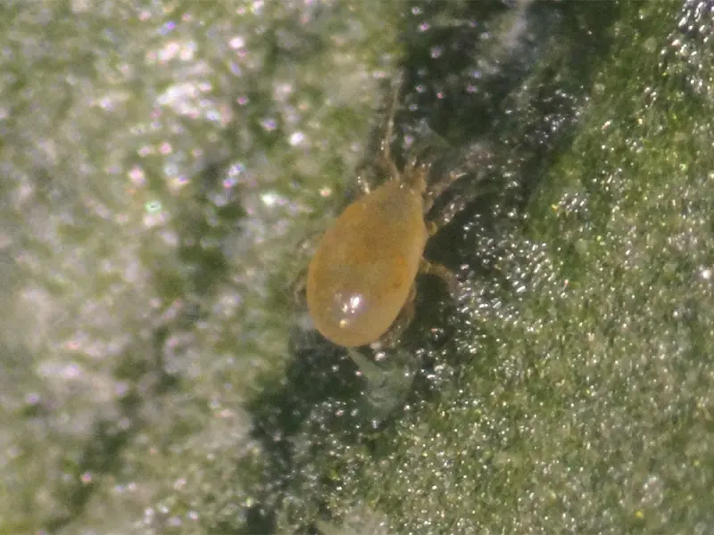 Amblyseius Andersoni Satchets Of 250 Mites 1