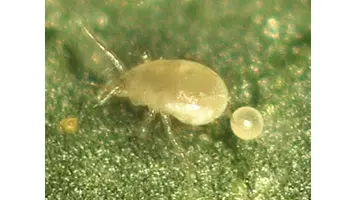 Amblyseius Swirskii 1