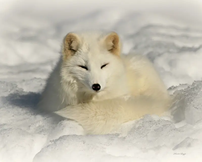Arctic Fox - 8 X 10 Print 1