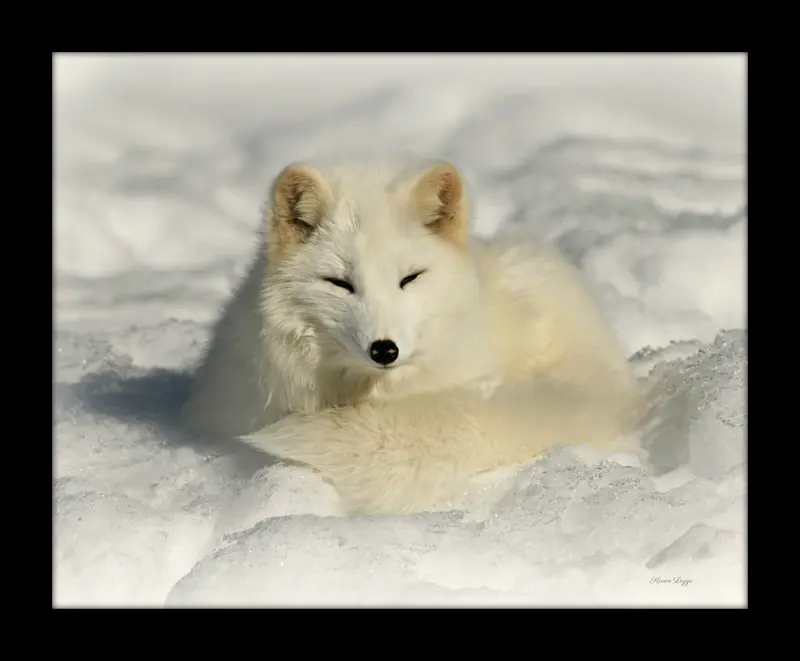 Arctic Fox - Framed Print 1