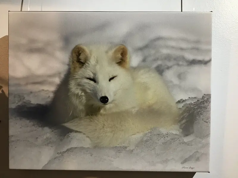 Arctic Fox On Canvas 1