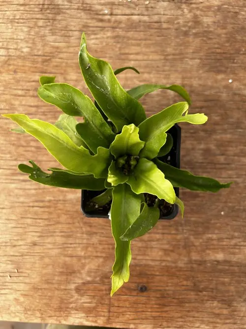 Asplenium Antiquum 'Hurricane 1