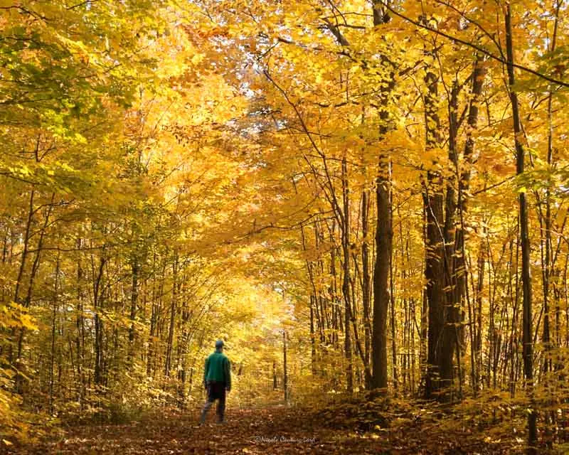 Autumn Walk Dreamscape - 8X10 Print 1