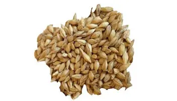 Barley - Organic Sprouting Barley 1
