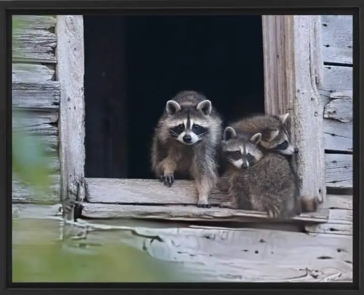 Barn Bandits Print 8 X 10 1