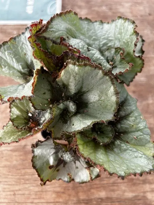 Begonia Rex 'Escargot' 1