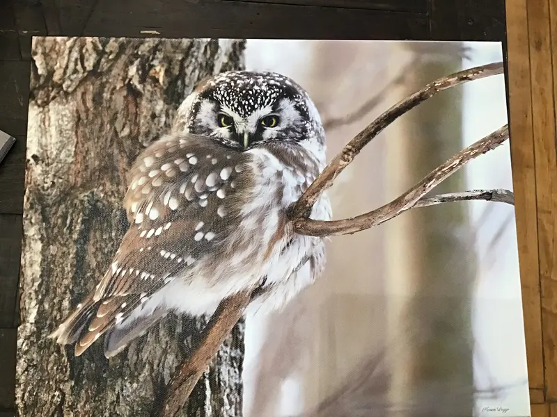 Boreal Owl On Canvas 1