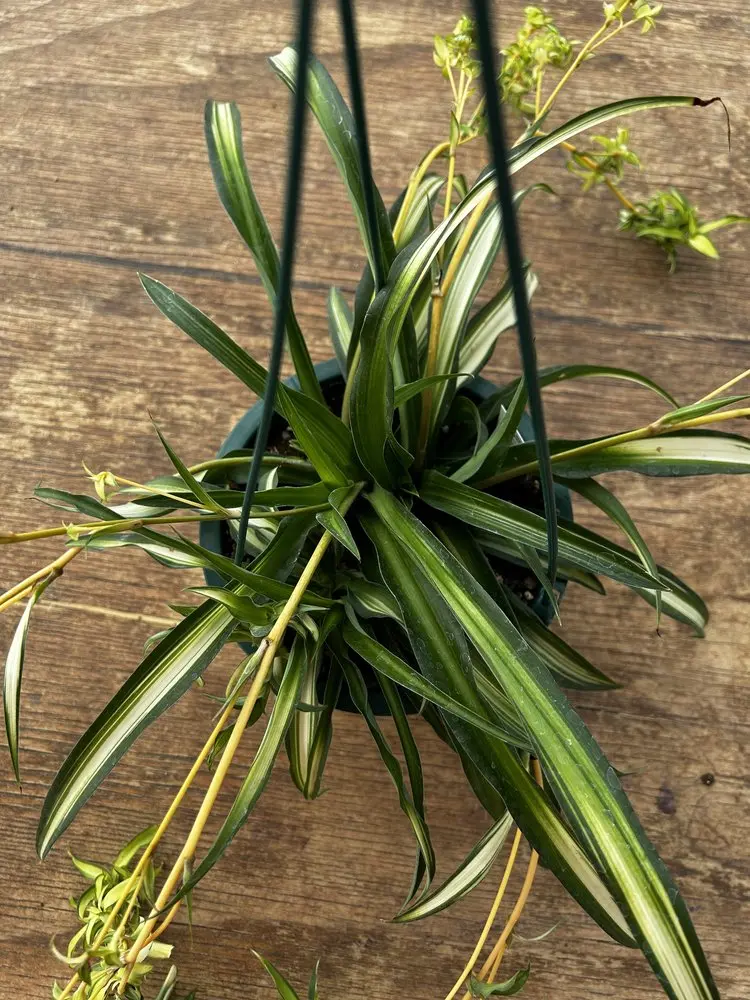 Chlorophytum Spider Plant 'Hawaiian' 1