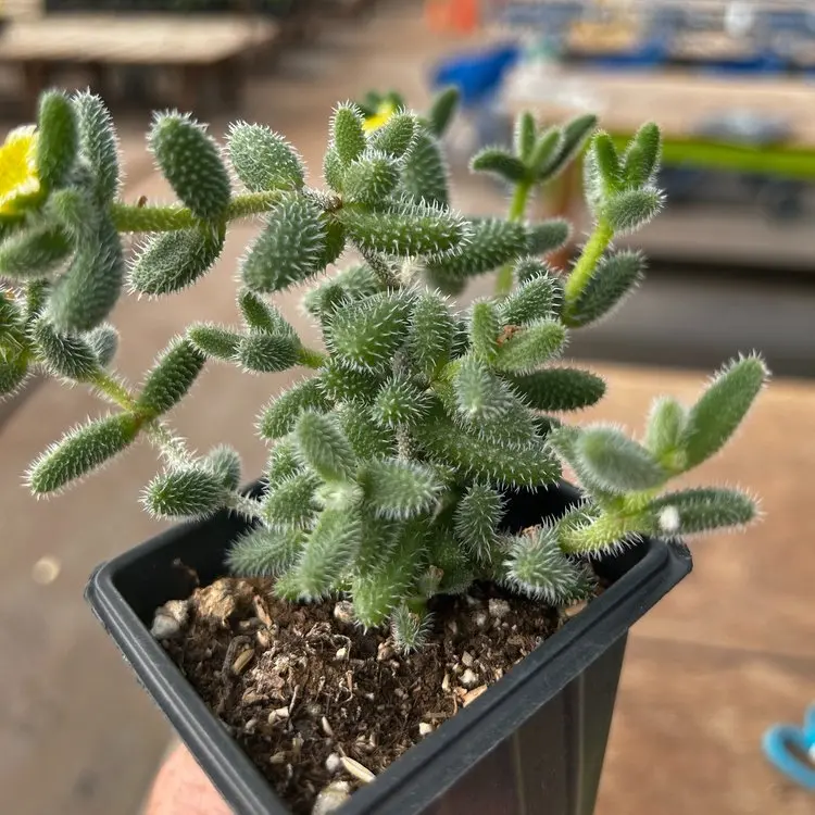 Delosperma Echinatum 'Gherkin' 1