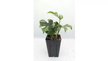 Double Plant Clone Cup 1