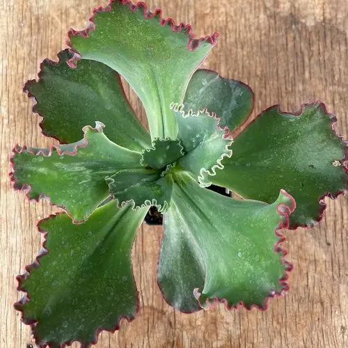 Echeveria 'Coral Reef' 1