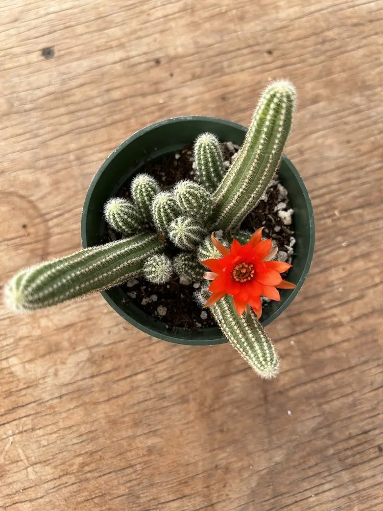 Echinopsis Chamaecereus 'Peanut Cactus' 1