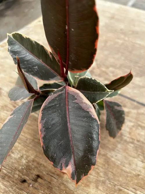 Ficus Elastica 'Ruby Clump' 1