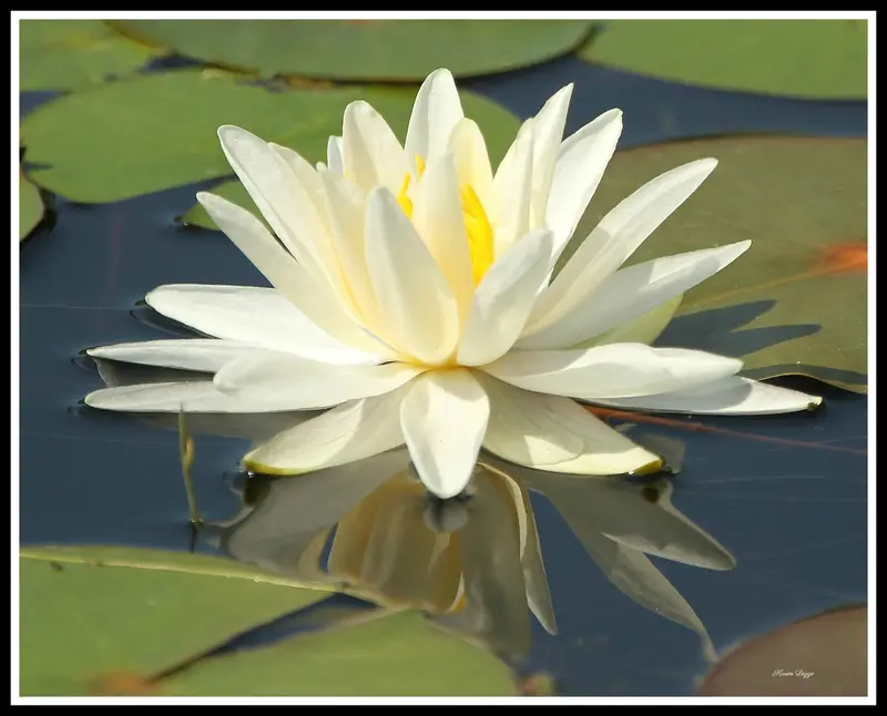 Framed Algonquin Water Lily 1