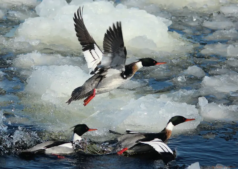 Framed Canvas Mergansers 1