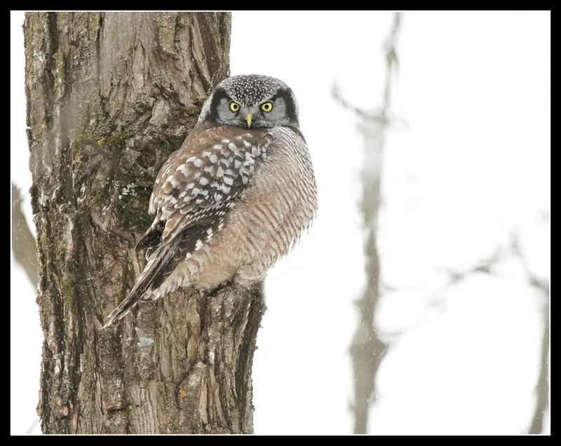 Framed Hawk Owl 1
