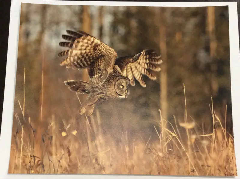 Golden Hour Great Gray Owl 1