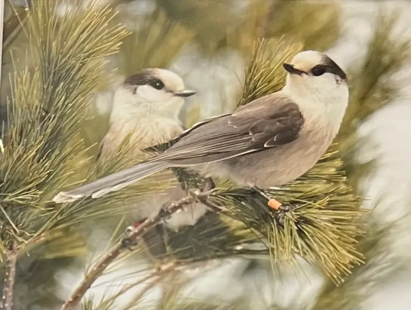 Gray Jay Matted Print By Karen Leggo 1