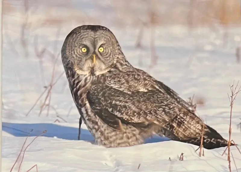 Great Gray In Hunt Mode Matted Print By Karen Leggo 1