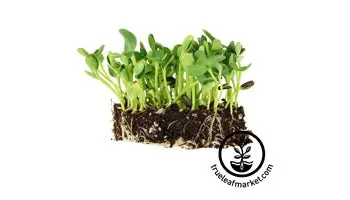 Handy Pantry Organic Sunflower Sprouting Seeds 1