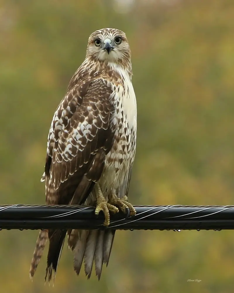 Juvenile Red-Tailed Hawk Print 1