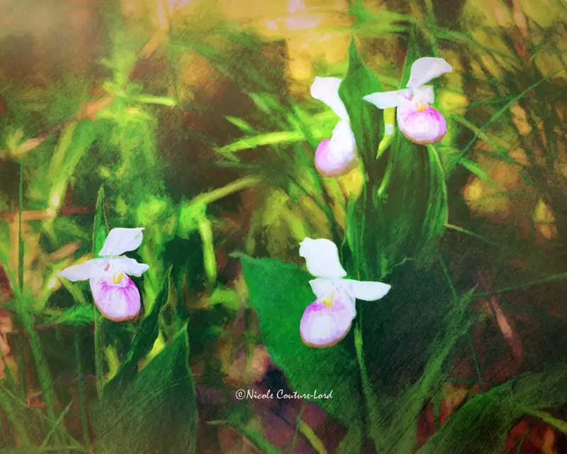 Lady Slippers - Canvas 20 X 16 Inches (Bronze) 1