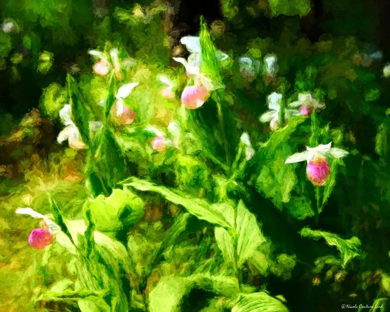 Lady's Slippers - Canvas 20 X 16 Inches 1