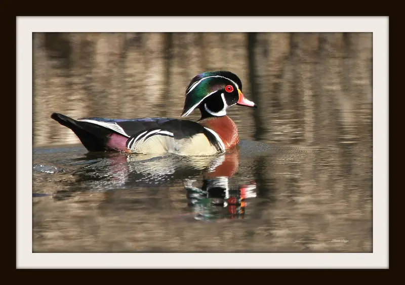 Male Wood Duck Framed 1