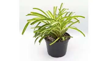 Medium Size House Plant 1