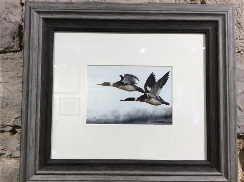 Mergansers In Flight Framed Print 1