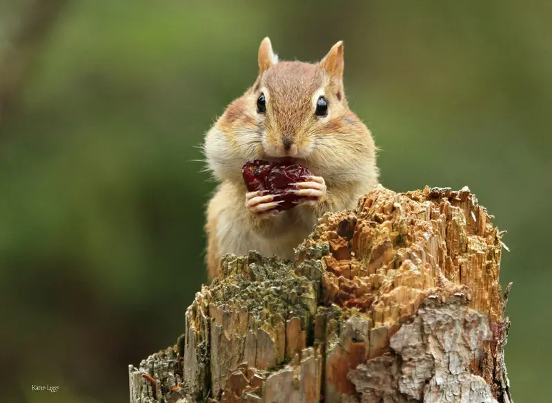Mr. Chippy 8X10 Print 1