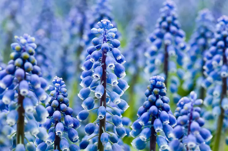 Muscari Flowers - Canvas 18 X 12 Inches 1