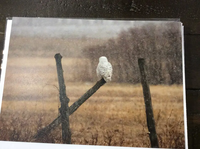 Owl Card Collection 2