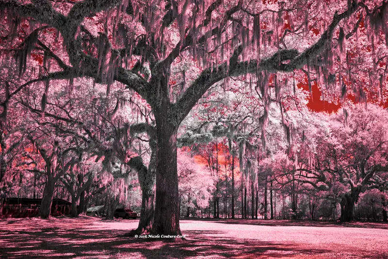 Pearl River Swamp Area - 8 X 10 Print 1