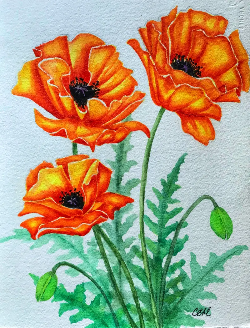 Poppies 11 By Cathie Hamilton 1