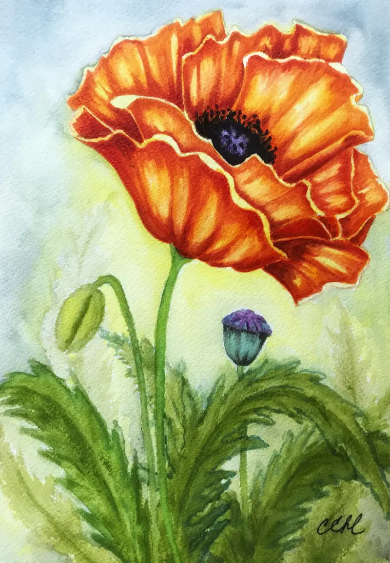 Poppy By Cathie Hamilton 1