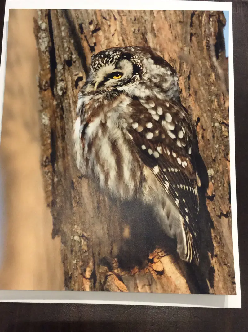 Print Of Eyes On A Trunk: Boreal Owl 1