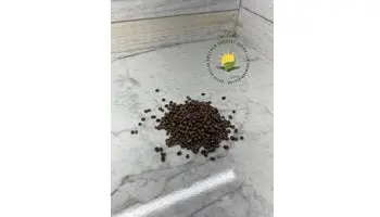Rambo Radish Seeds 1