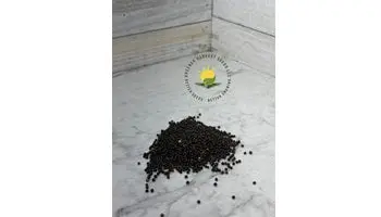 Red Russian Kale Seeds 1
