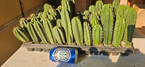 Rocky Mountain Cacti 1