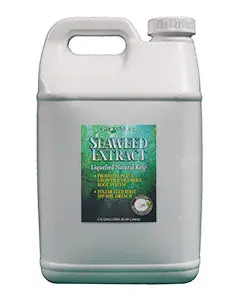 Seaweed Organic 11% 2.5 Gal  (2/Cs) 1