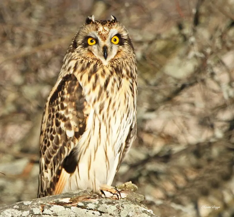 Short-Eared Owl Print 1